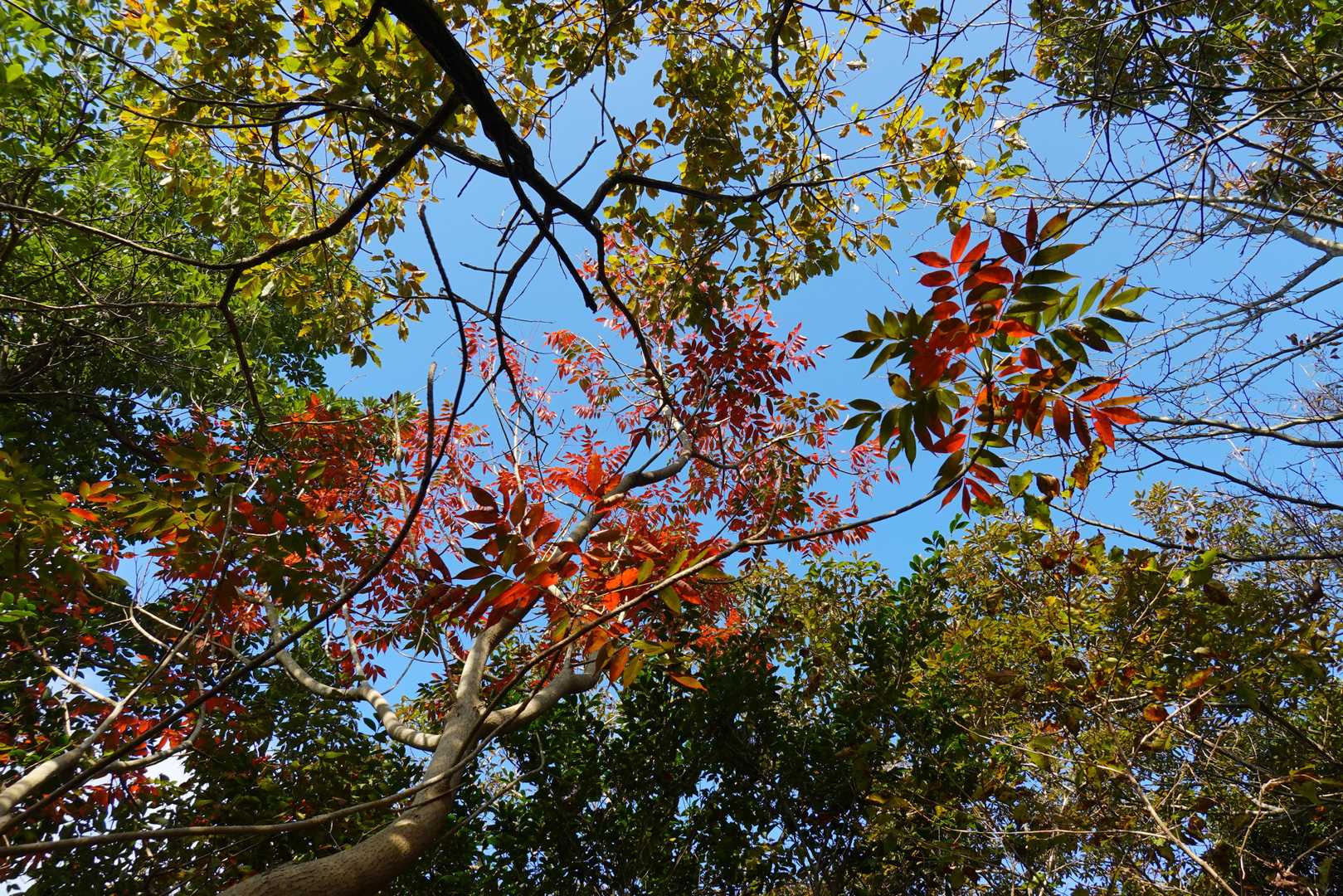 青空に紅葉がきれいです