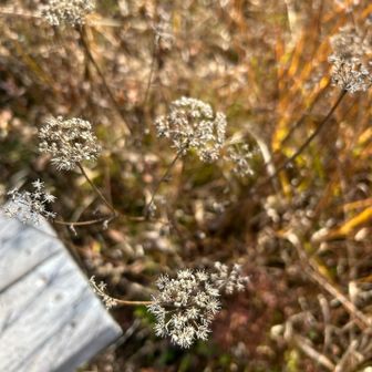 風でピントが合わないけど、植物の枯れゆく姿がとても好き。