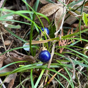 鮮やかブルー🔵