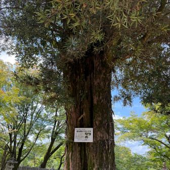 200段ほどの階段を登り本堂へ。
本堂の前に樹齢400年のラカンマキがあります。
初めて気がついた❣️