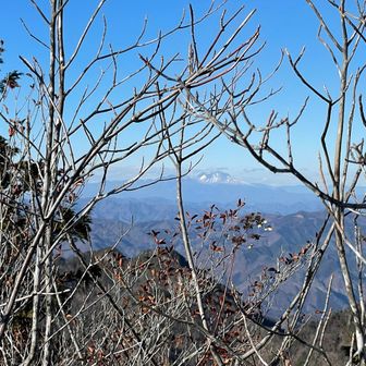 木の隙間から浅間山