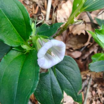 これも初めて見る花
写真で見るとサイズ感わからないと思うので引いてみると…
