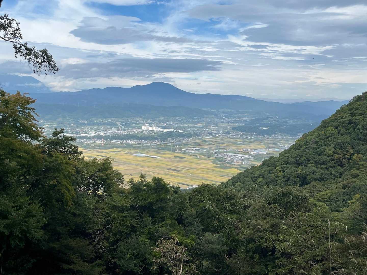 田んぼは黄色くなって来てます