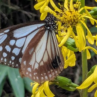 １頭だけ飛んでいました🦋