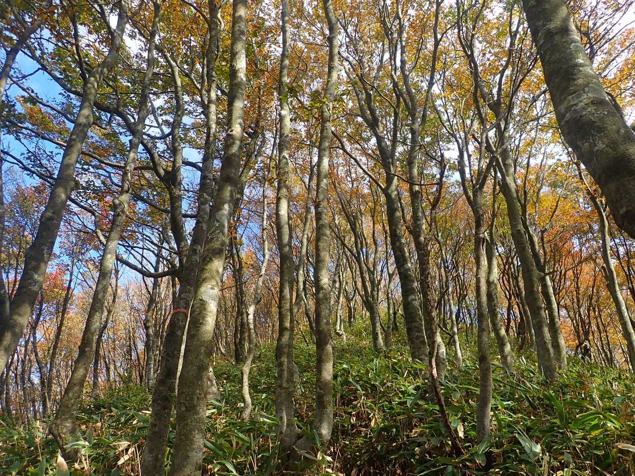 鉄屋山の写真