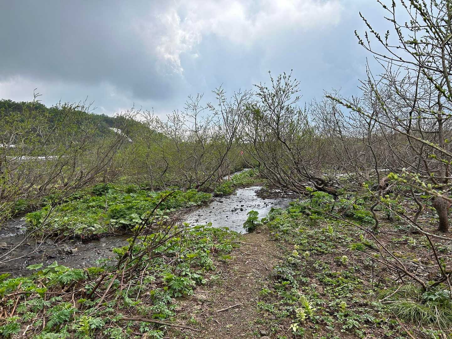 登山道が
沢水の通り道に

登りの時は水の少なそうなところを歩きましたが、帰りは右脇の残雪灌木ゾーンを抜けました