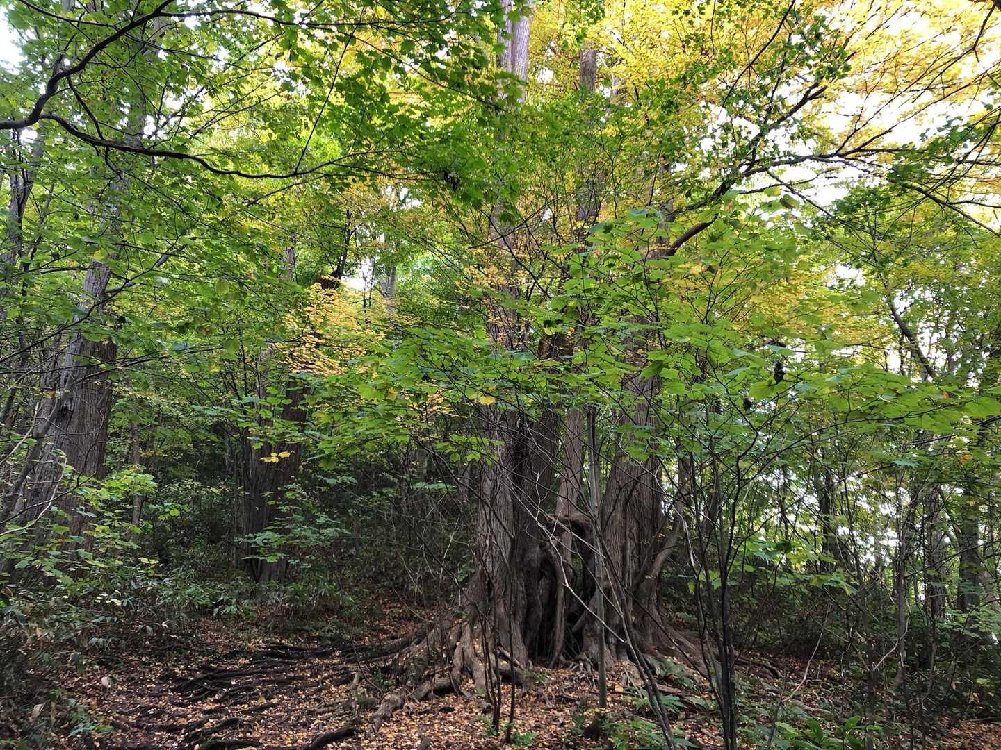 かっこいい木
こちらも紅葉🍁

人が多い藻岩山でした。
ありがとうございました！