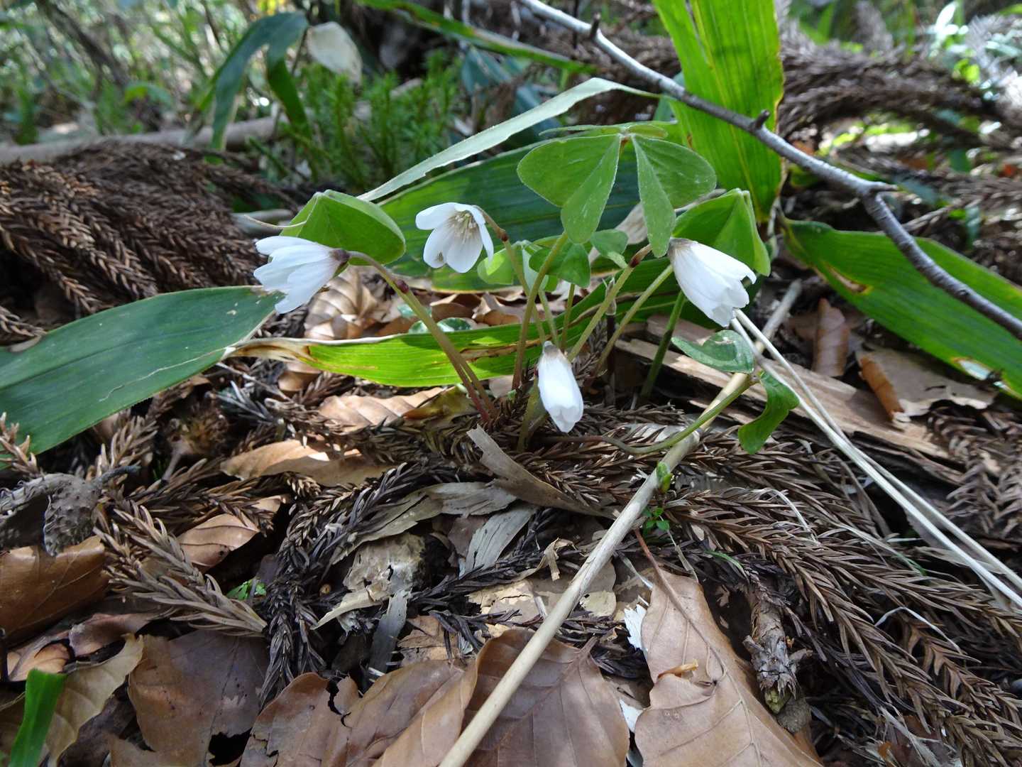 カタクリ群生地の中に白くて可愛らしい花も時々咲いていました