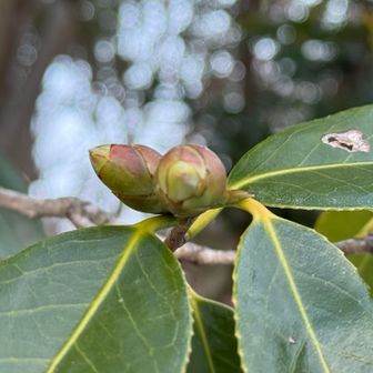 侘助の蕾みまだまだ硬いねぇ〜