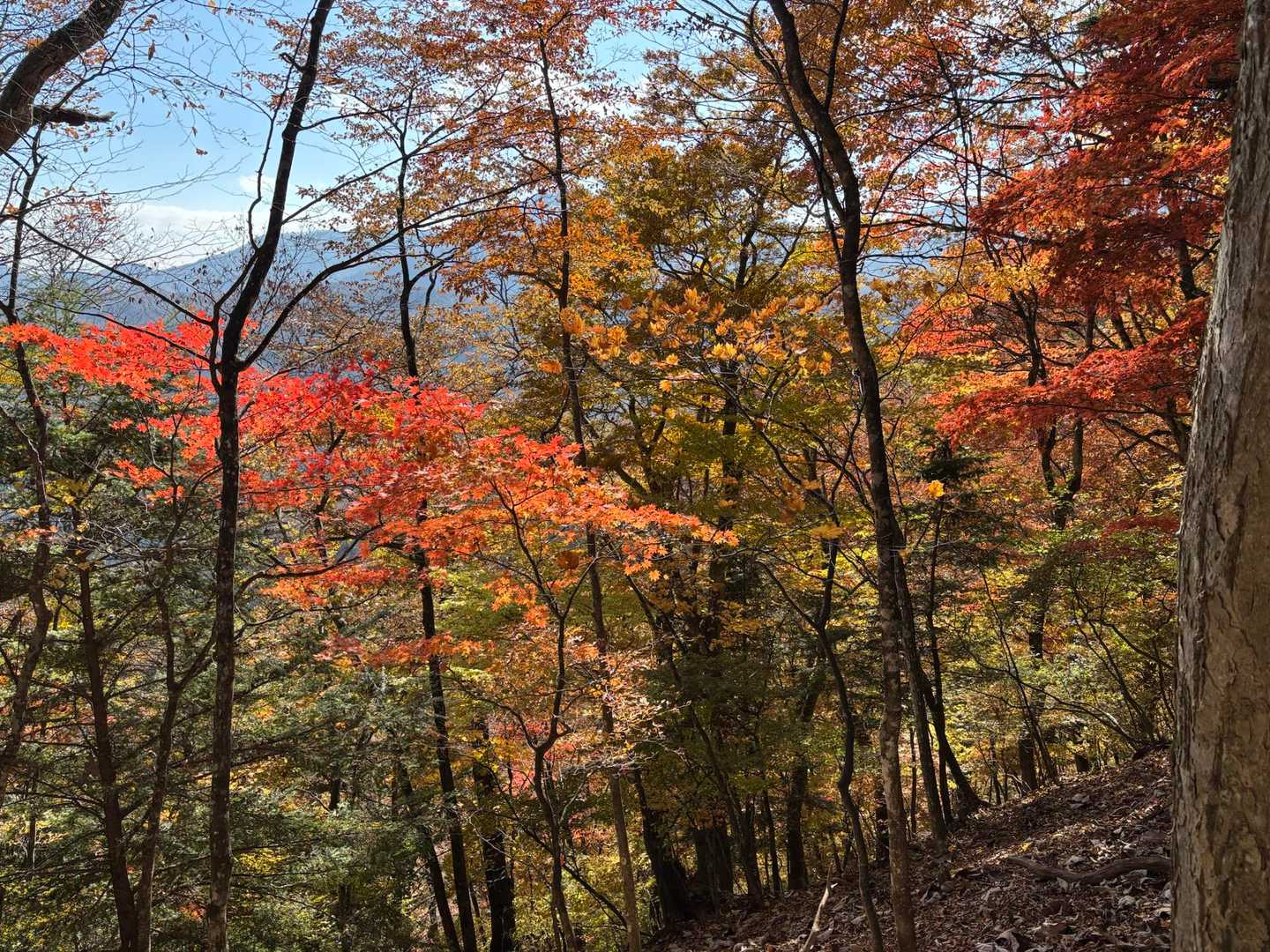 小屋平バス停-石丸峠-榧ノ尾山 縦走コースの写真