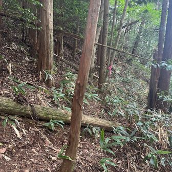 向山下って、林道へ出る道に進もうと思ったら…
虫除けネットを落としたことに気づいて引き返す😓
もう一回途中まで登ることに💦

そして、林道へ出る道はちょっと不安な感じ💦