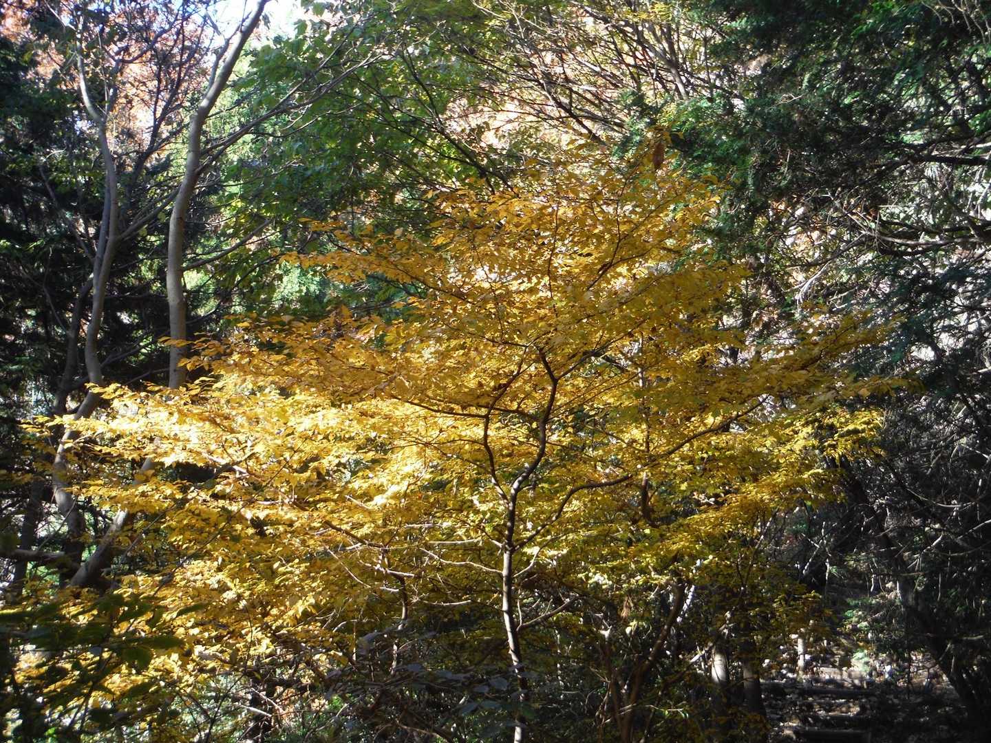 高尾山口-草戸山-榎窪山 往復コースの写真
