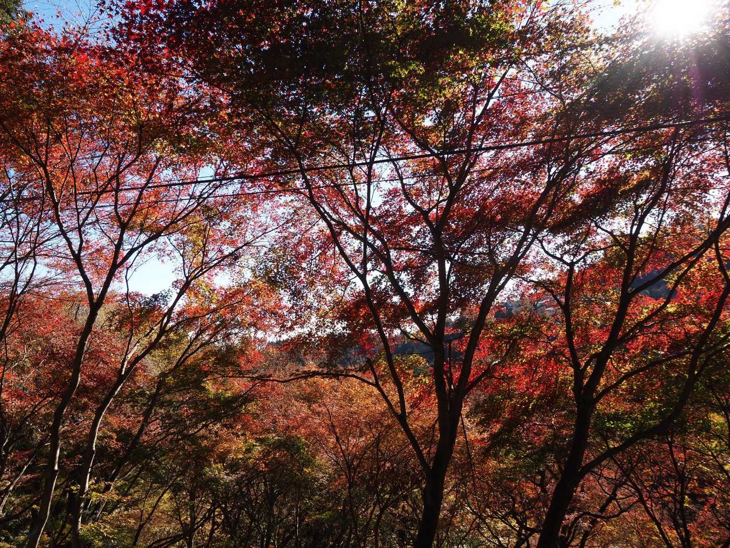 御岳山駅-御岳山-大岳山 往復コースの写真