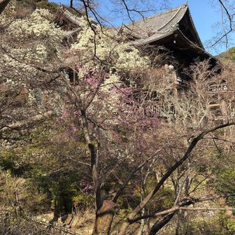 長谷寺本堂とコブシと桜🌸