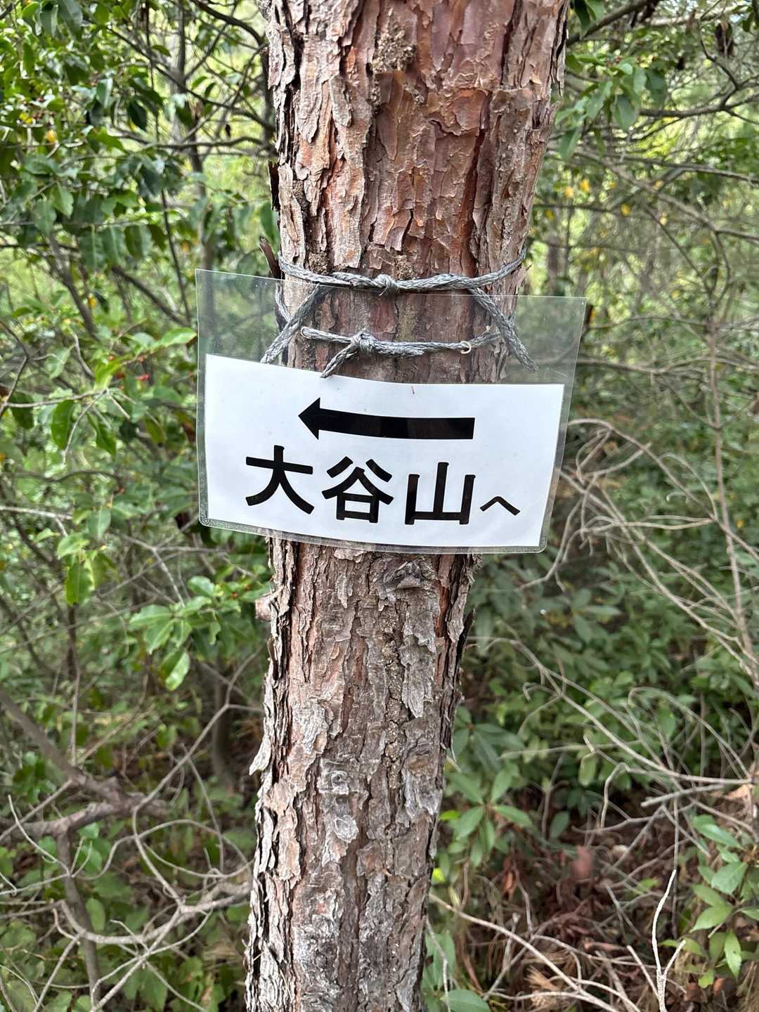 大谷山 往復コースの写真