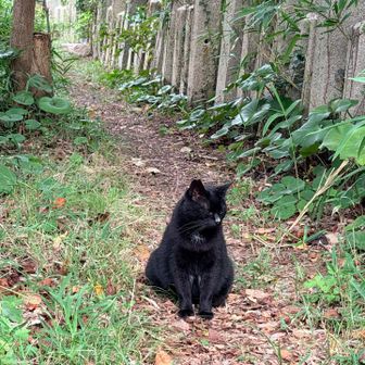 荒熊神社におわす黒猫