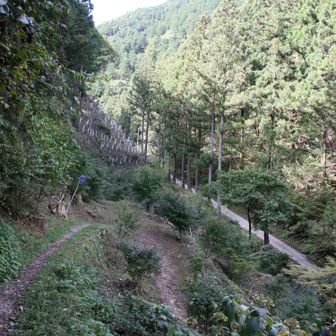 日影沢林道が見えました！この作業道歩きやすくて静かで早く下山できます。（バス時間注意！）