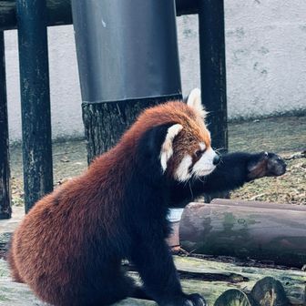 無限稜線⭐︎こーりん。