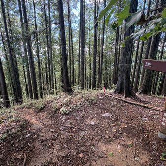 市道山方面。こちらにも行って戸倉三山縦走してみたいですが、入山峠付近が来年の夏まで通行止めなので、それまでとっておきます😁