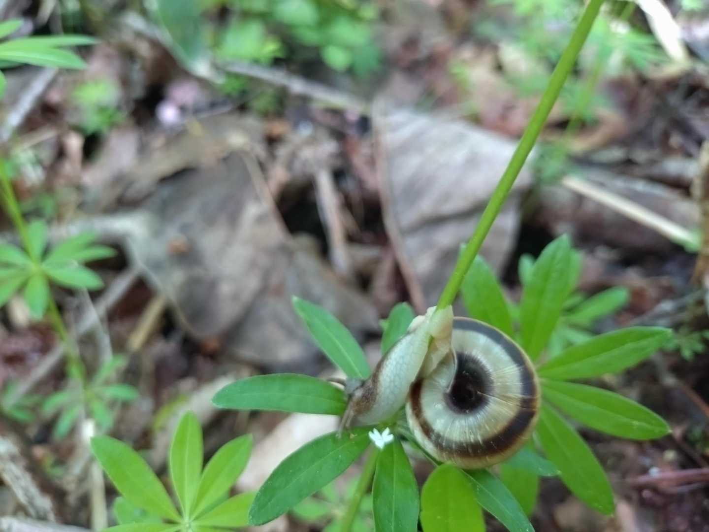 🐌