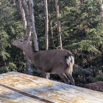 逃げません
遠くで家族が
見ています
この子は危機感ゼロ