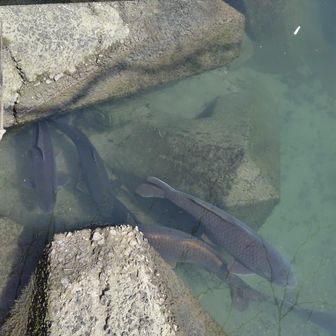 川の近くまで下りると大きい鯉がいました。