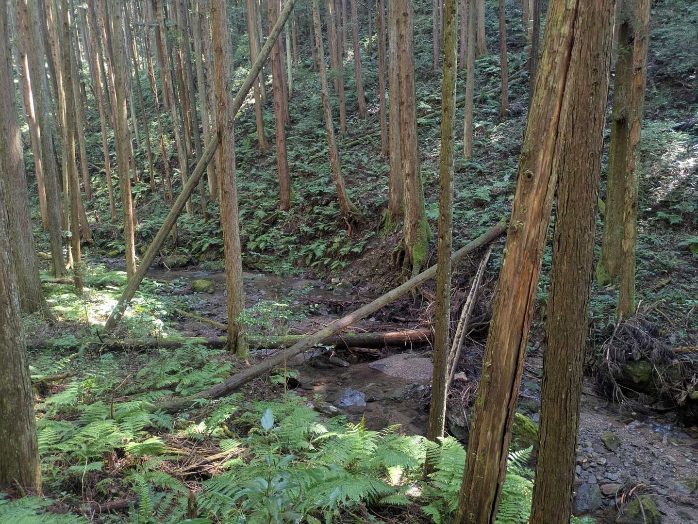 アチチチと言ってるうちに
森の中に入ってひんやり