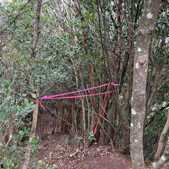 東峰に行くならこのテープ🩷の先へ。
そんなに危ない道ではございませんよ。