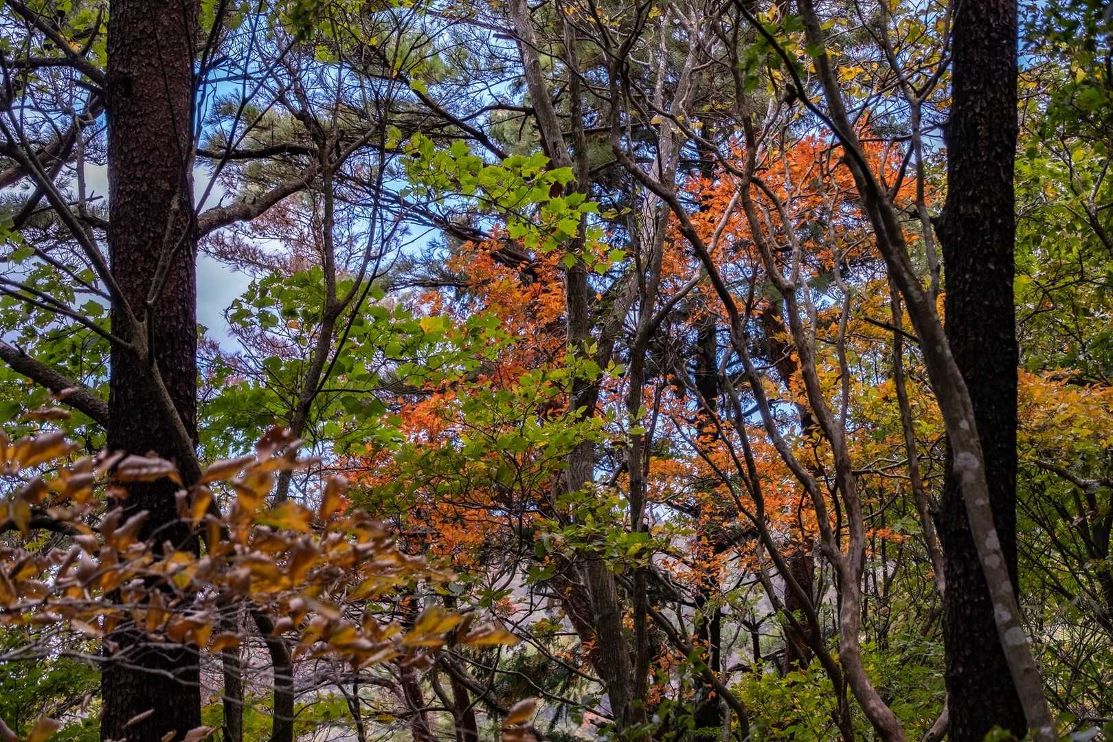 紅葉！