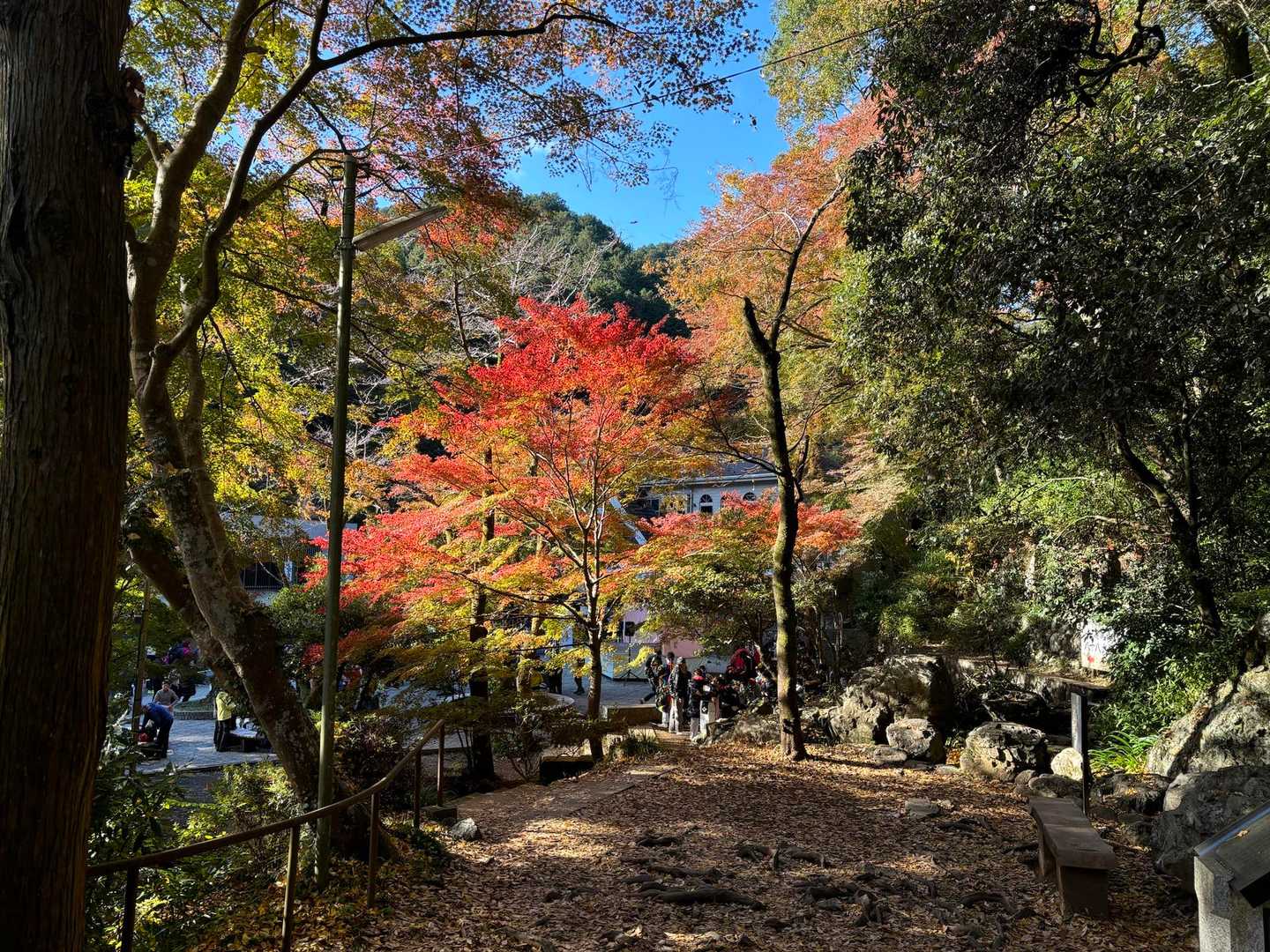 この辺はいい感じの紅葉です。