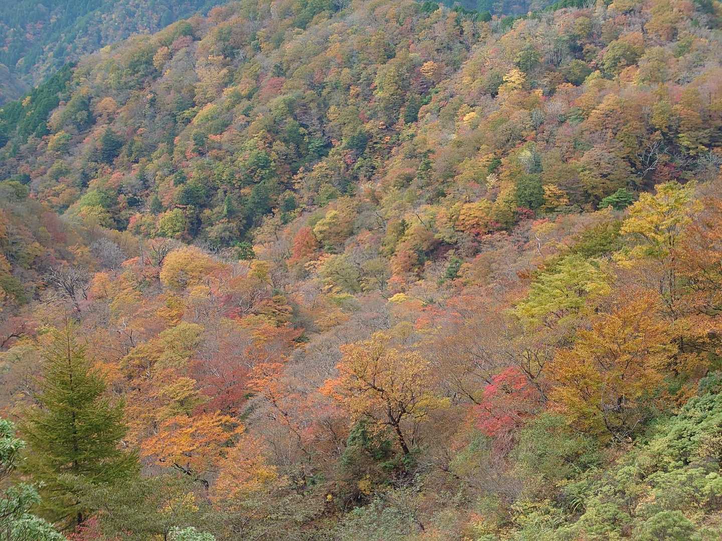 大倉バス停-観音茶屋-堀山-花立ノ頭-塔ノ岳-小丸-鍋割山 周回コースの写真