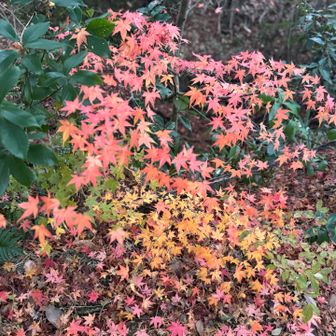 トイレ🚽の前　グラデーションが素敵すぎます