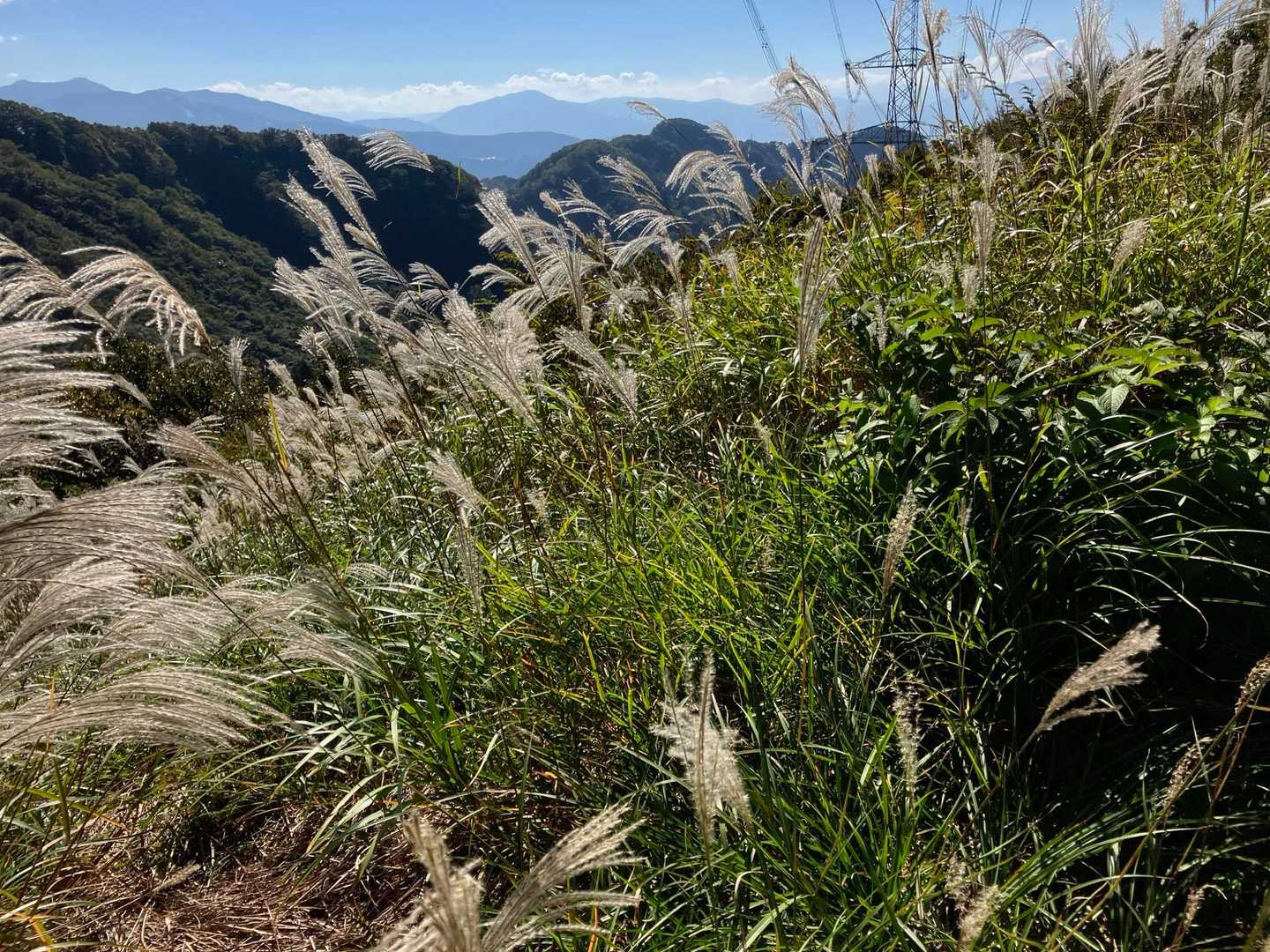 ススキいっぱい🌾