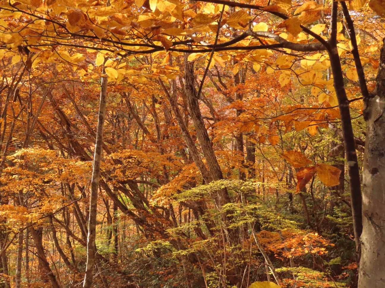 ただただ美しくて☺️🍁