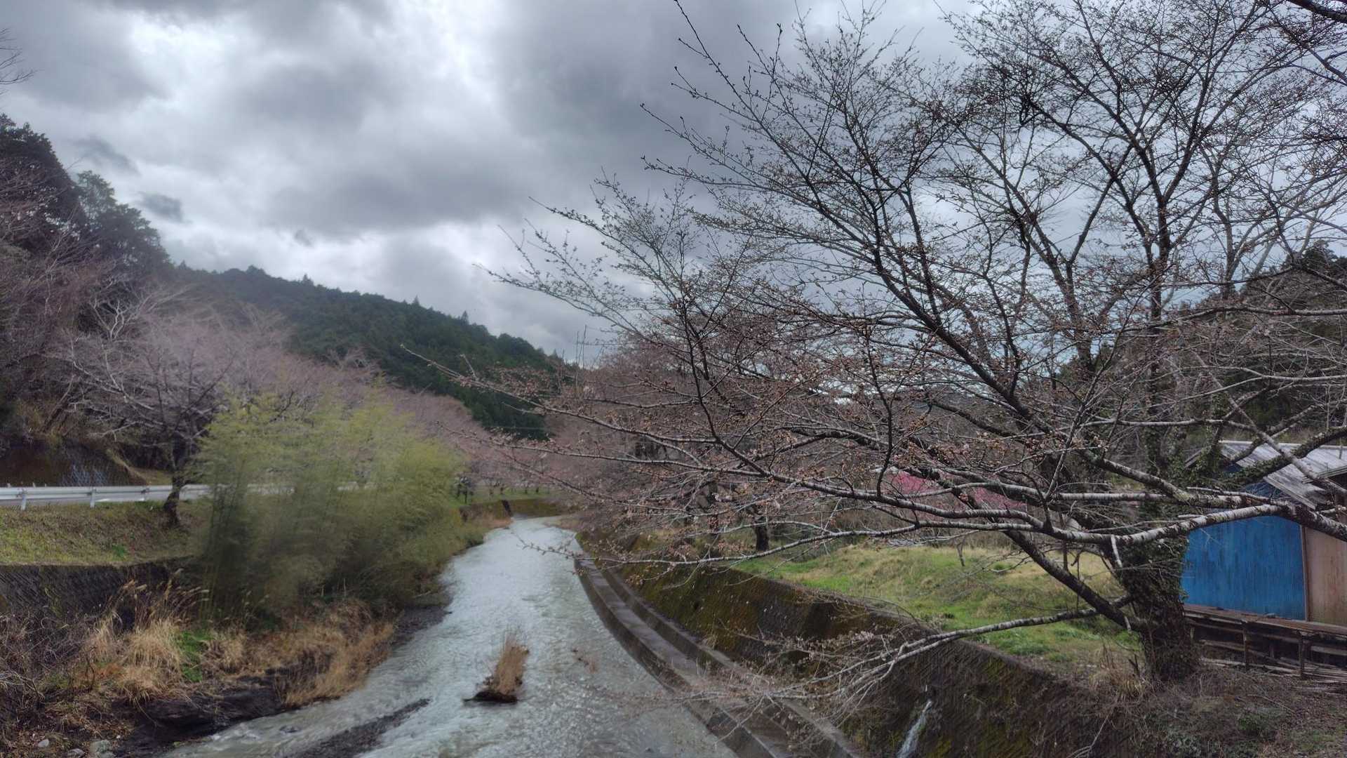 横川の桜