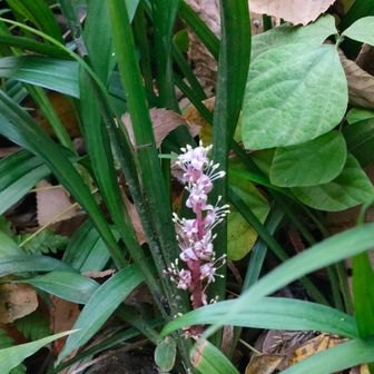 あちこちにキチジョウソウ
