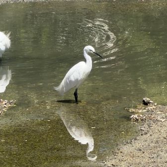 小さい魚狙ってました🐟