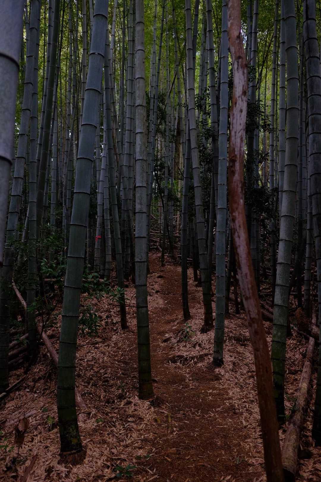 序盤は竹林を進みます🎋