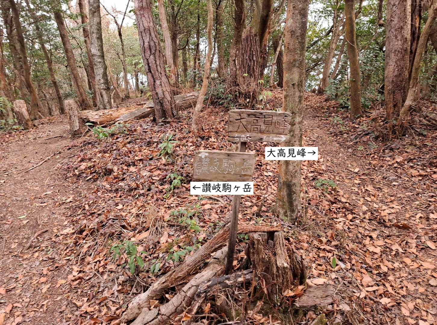 【別れ道①　讃岐駒ヶ岳へ】
・YAMAPの地図上のでは、①讃岐駒ヶ岳→②小高見峰→③大高見峰までは一直線。
・けど、実際には小さな迂回ルートが沢山ある。
・写真は左が讃岐駒ヶ岳で、右が駒ヶ岳を登らないで小高見峰に移動できる道。
・左側へ。