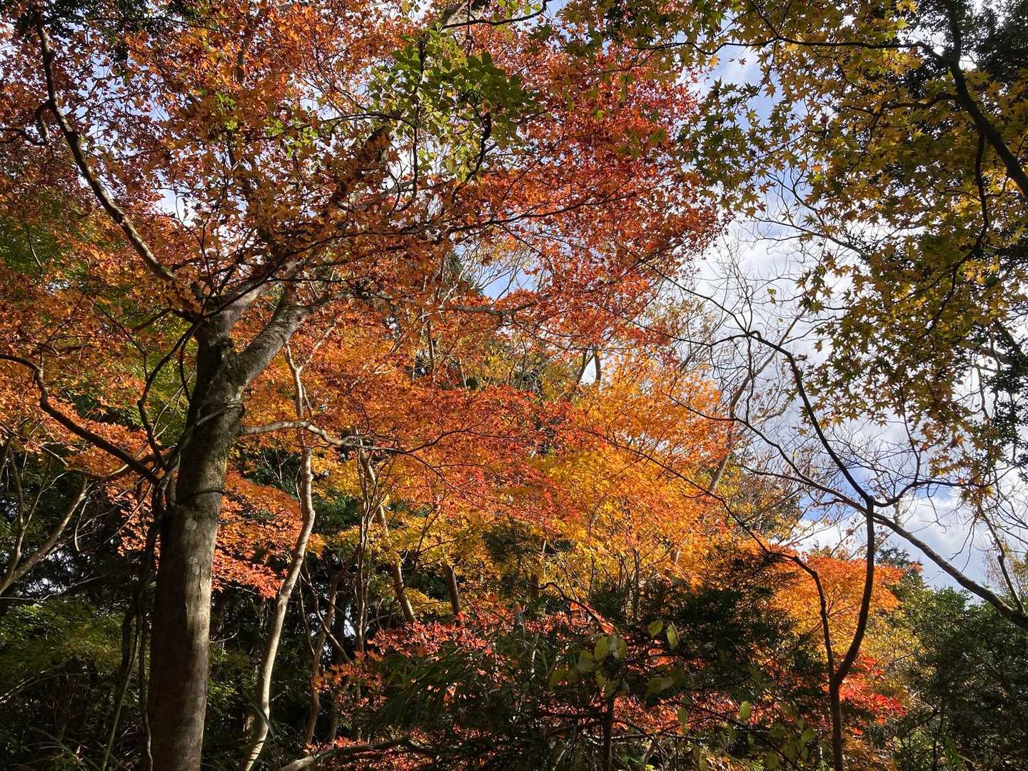 登山口付近はまだ紅葉が🍁