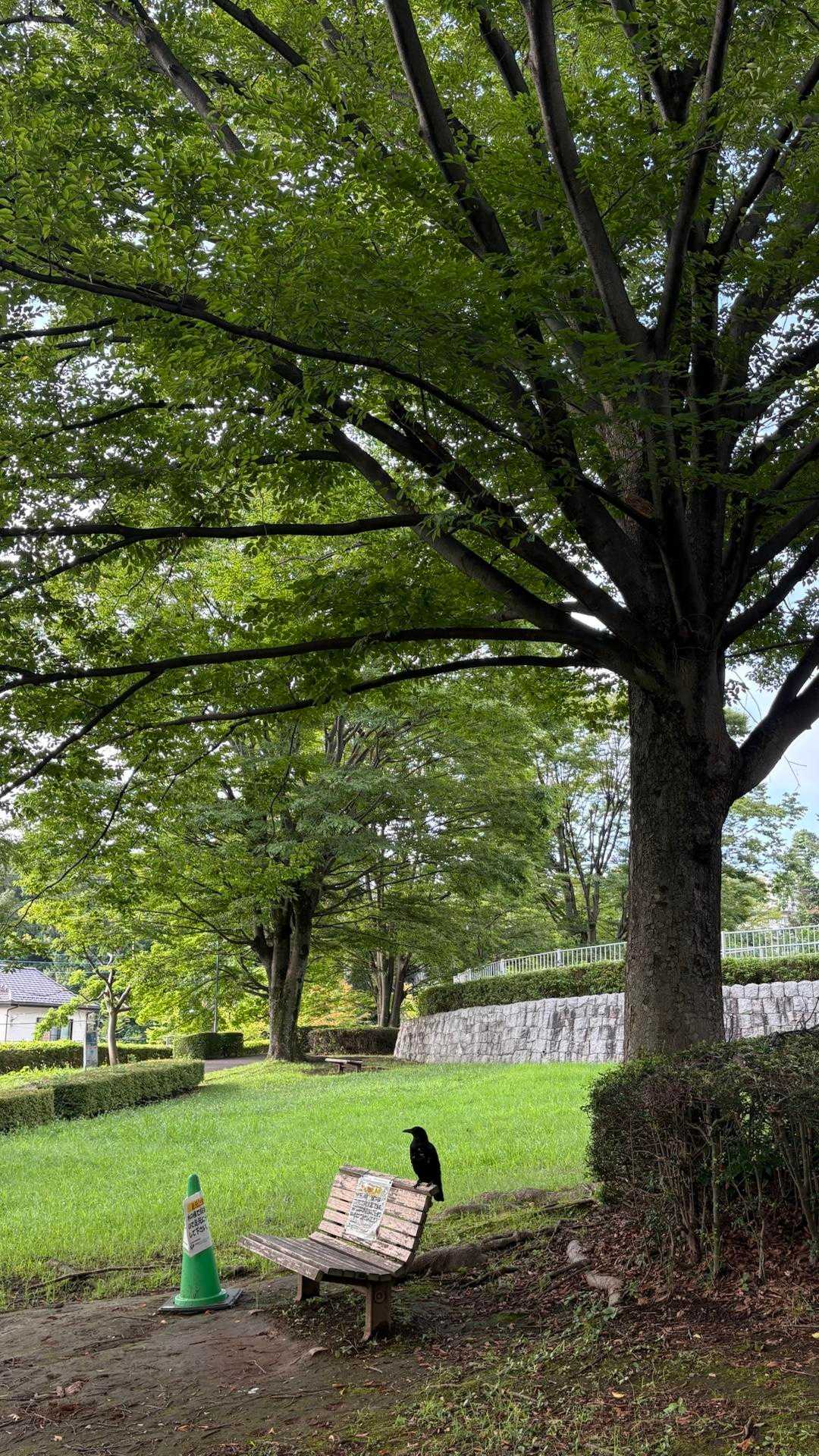 すぐに公園に入ります