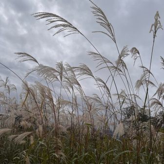 やっぱりススキ🌾いい😍
