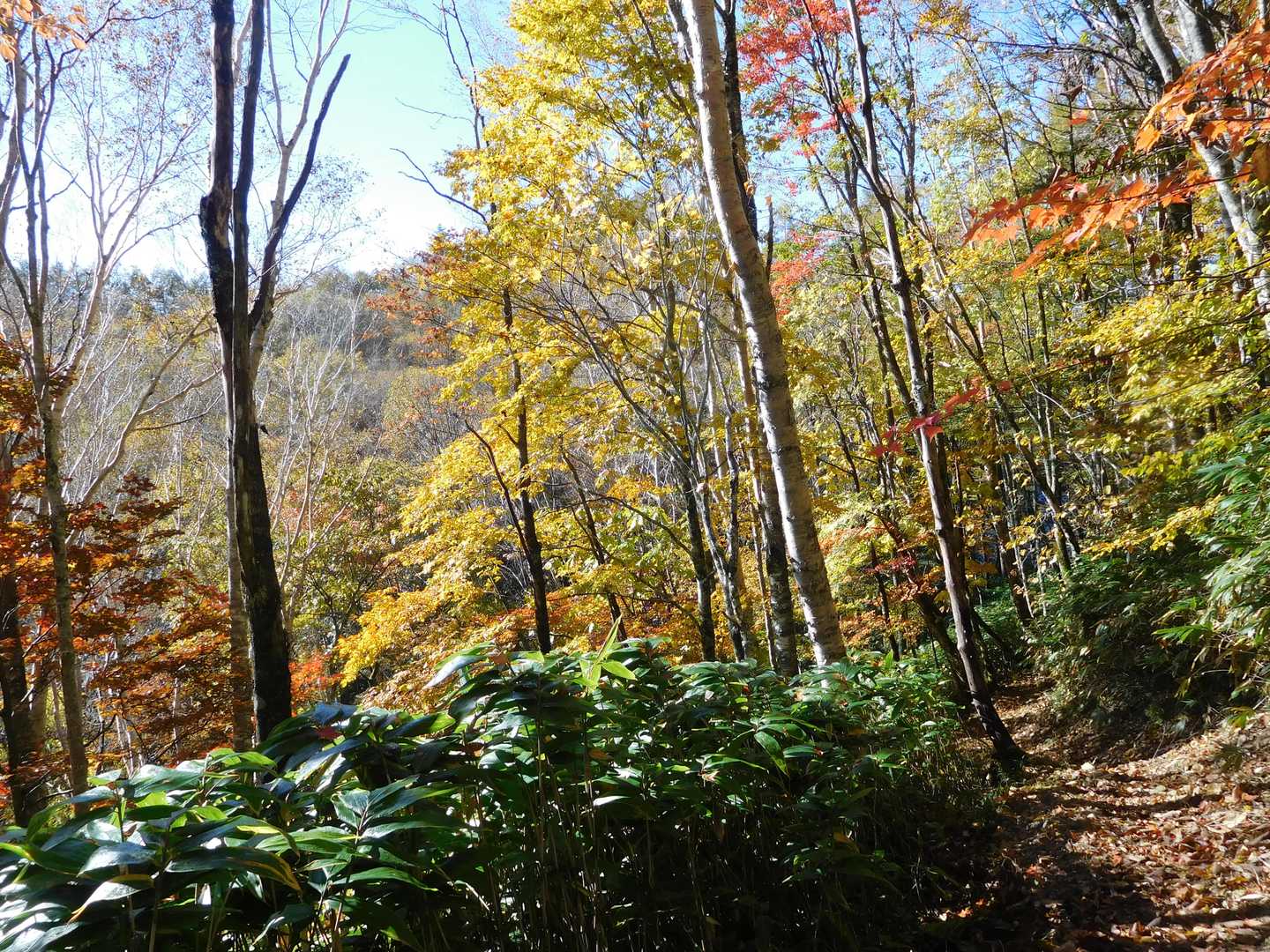 日影峠-日影平山-平金乗越-丸黒山 往復コースの写真
