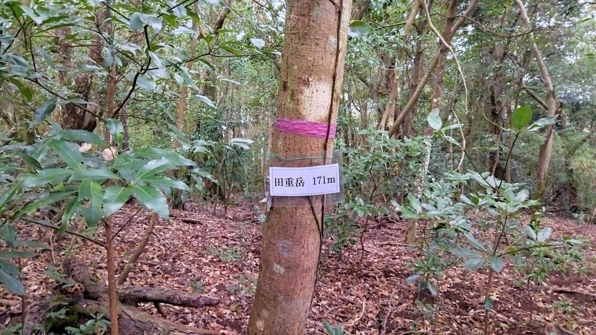 田重岳の写真