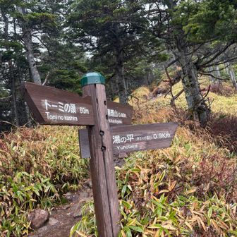 オリジナルのプランでは、この分岐で草すべりへ行く予定だったけど、断念