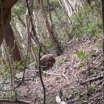 紀泉アルプス・飯盛山・ボンデン山 追い払うと山へ入っていきました