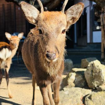 🦌「おう！戻ってきたかー」