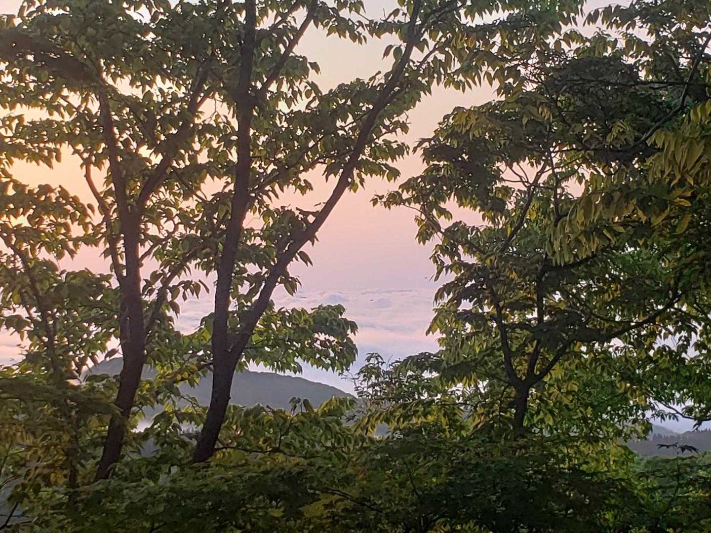 木々がなければ綺麗な雲海