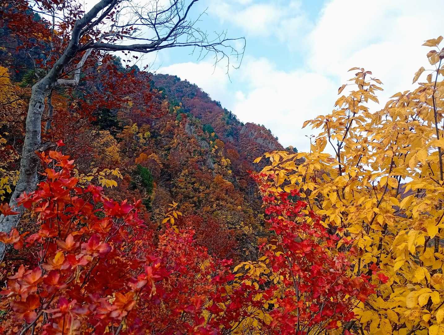 黄色と橙に真っ赤🍁