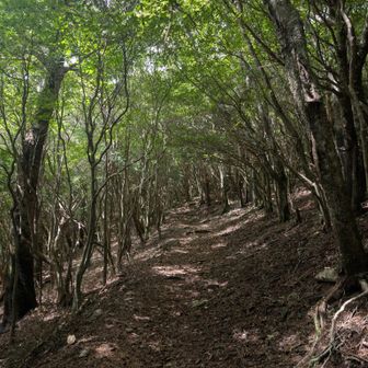 ゆったり登ってます